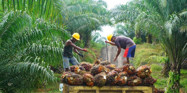 Palm oil