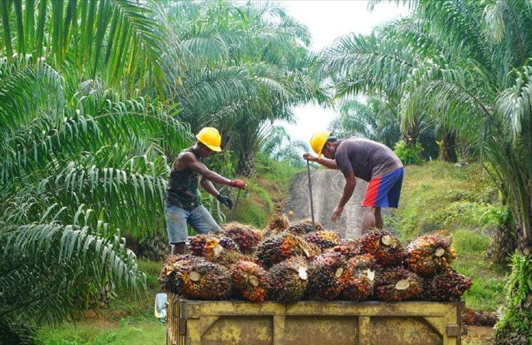 Palm oil