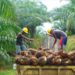 Palm oil
