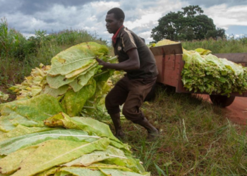 8m Deaths, 600m Trees Lost Annually To Tobacco Farming