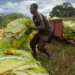 8m Deaths, 600m Trees Lost Annually To Tobacco Farming 5 8m Deaths, 600m Trees Lost Annually To Tobacco Farming
