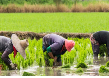 FMA, Abia ADP Empower Over 90 Rice Farmers