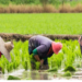 FMA, Abia ADP Empower Over 90 Rice Farmers 5 FMA, Abia ADP Empower Over 90 Rice Farmers