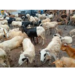 Anthrax Disease: FG Warns Against Slaughtering Of Sick Animals 5 Anthrax Disease: FG Warns Against Slaughtering Of Sick Animals