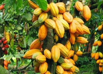 Abia To Establish Cocoa Processing, Chocolate Producing Firm