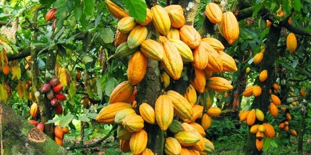 Abia’s Cocoa Output Can Sustain Chocolate Factory – Dep Gov 1 cocoa