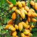 Abia’s Cocoa Output Can Sustain Chocolate Factory – Dep Gov 5 Abia To Establish Cocoa Processing, Chocolate Producing Firm