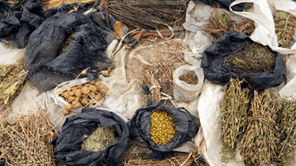 making-a-case-for-herbal-medicine-as-alternative-to-orthodox