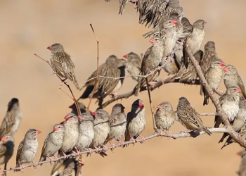 Quelea Birds: Kebbi Govt Begins Aerial Spray