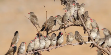 Quelea Birds: Kebbi Govt Begins Aerial Spray