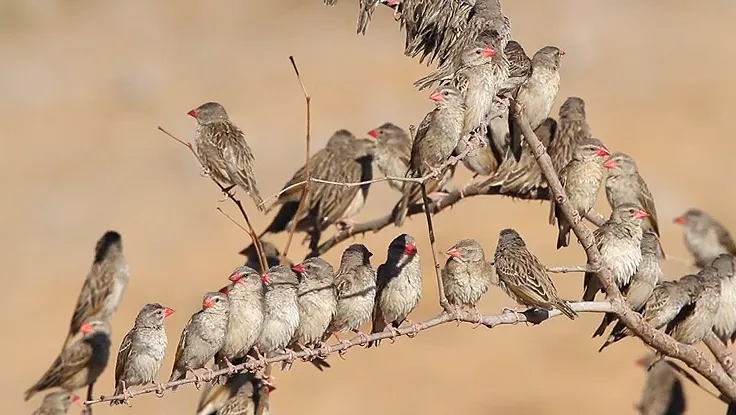 Quelea Birds: Kebbi Govt Begins Aerial Spray 1 Quelea Birds