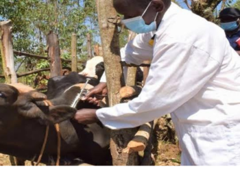 JUST-IN: Federal Govt Confirms First Case Of Anthrax In Nigeria