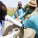 Kebbi Govt Begins Vaccination Of 19m Animals 5 Kebbi Govt Begins Vaccination Of 19m Animals