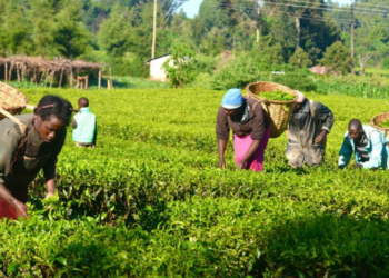 AGRA Targets 1.2m Farmers In New Strategy For Nigeria