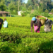 AGRA Targets 1.2m Farmers In New Strategy For Nigeria