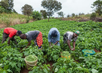 ‘Jihadists From Niger, Mali, Libya Imposing Tax On Sokoto Farmers’