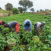 ‘Jihadists From Niger, Mali, Libya Imposing Tax On Sokoto Farmers' 5 ‘Jihadists From Niger, Mali, Libya Imposing Tax On Sokoto Farmers’