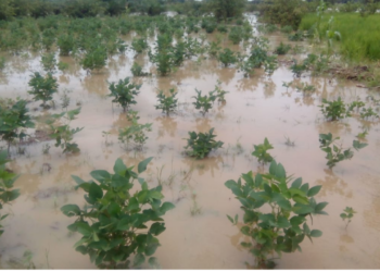 Bauchi Agric Agency Sensitises Farmers On Flood Management