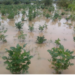 Bauchi Agric Agency Sensitises Farmers On Flood Management 4 Bauchi Agric Agency Sensitises Farmers On Flood Management