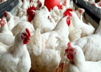 600 Poultry Farms May Shut Down Over Maize Scarcity, High Cost