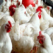 600 Poultry Farms May Shut Down Over Maize Scarcity, High Cost