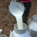 Profiting From Revenue Spinning Milk Production