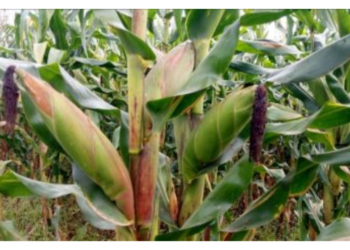 Cereal Crops Farmers Can Produce This Rainy Season
