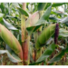 Cereal Crops Farmers Can Produce This Rainy Season