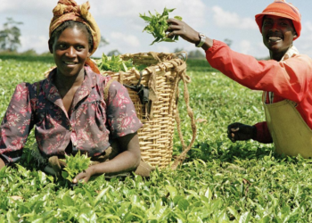 Agric Ministry Moves To Review Cooperative Acts