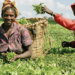 Agric Ministry Moves To Review Cooperative Acts