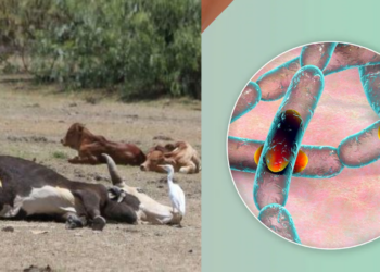 Anthrax Outbreak: Need For Urgent Action