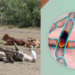 Anthrax Outbreak: Need For Urgent Action 5 Anthrax Outbreak: Need For Urgent Action
