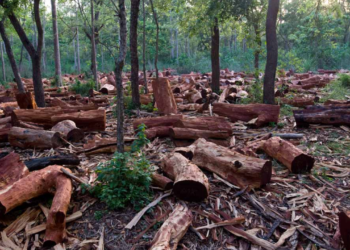Osun Decries High Rate Of Deforestation