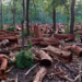 Osun Decries High Rate Of Deforestation