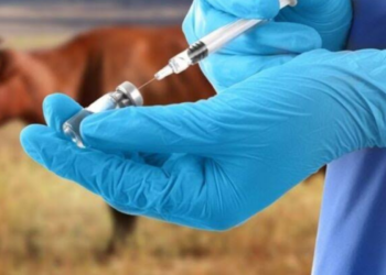 Anthrax: Federal Govt Begins Free Vaccination Of Animals