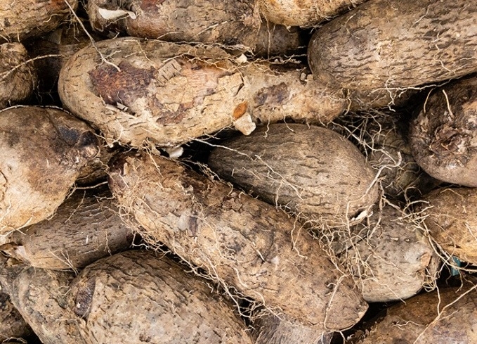 ‘Low Quality Seed-yam, Availability Hamper Nigeria’s Yam Production’ 1 Yam