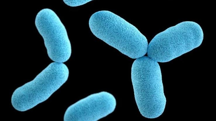 Diphtheria: Kaduna Records 20 Deaths, Outbreak Under Control In Kano 1 images