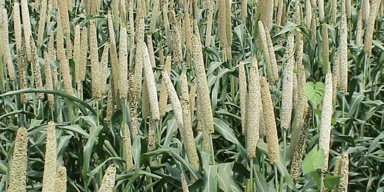 Millets Value Chain