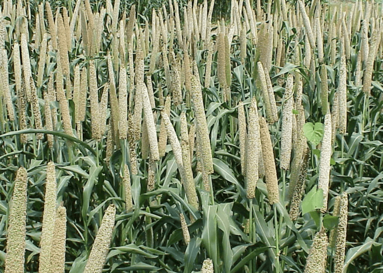 Millets Value Chain