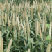 As FAO, Stakeholders Team Up To Upscale Nigeria’s Millets Value Chain 5 As FAO, Stakeholders Team Up To Upscale Nigeria’s Millets Value Chain