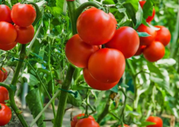 Investing In Tomato Farming Business