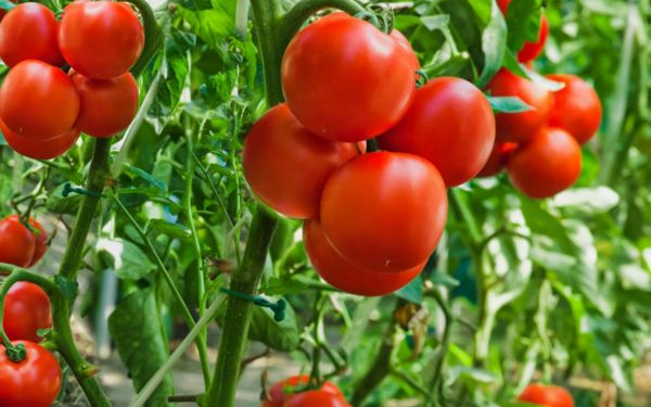 Tomato Farming