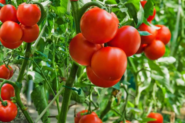 Investing In Tomato Farming Business 1 tomato farming 1