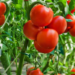Investing In Tomato Farming Business