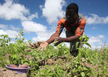 2023: As Farmers Groan Again Under  The New Farming Season