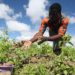 Ministry Trains Bauchi Farmers On Cassava Production 5 2023: As Farmers Groan Again Under The New Farming Season