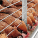 Maize Shortage: Nigeria’s $4.2bn Poultry Sector On Brink Of Collapse 4 Maize Shortage: Nigeria’s $4.2bn Poultry Sector On Brink Of Collapse