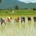 Smuggling, Operational Costs Threaten Rice Production In North