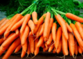 Earning Extra Income From Carrot Farming