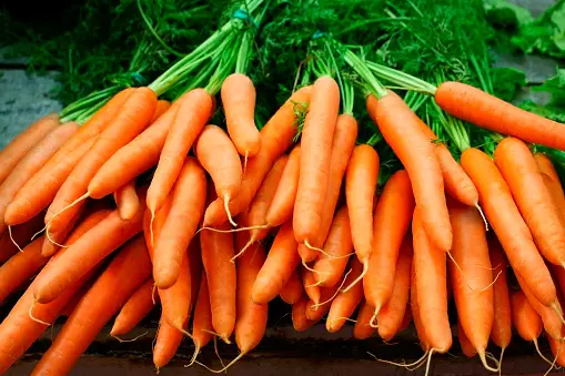 Earning Extra Income From Carrot Farming 1 carrot farm